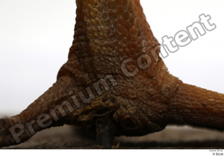 Black stork foot 0010.jpg